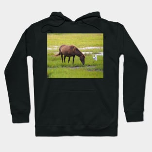 Assateague Pony and Cattle Egret in the Marsh Hoodie